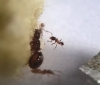 pheidole enana
