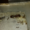 pheidole