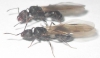 Reinas pheidole