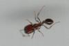 HORMIGA   encontrada por   ZAURON (:D)