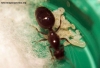 PepaPheidole_2_F