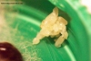 Reina Pheidole Sp