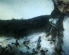 pheidole