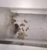 pheidole bergi
