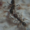 trofolaxia pheidole