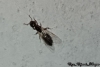 Crematogaster sp.