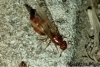 Crematogaster abstinens