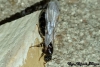 Crematogaster sp.
