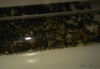 Crematogaster sp.