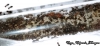 Crematogaster abstinens