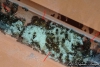 Crematogaster sp.