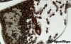 Crematogaster abstinens