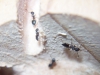 Crematogaster_Matias_4
