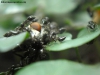 Cremas y mosca #2