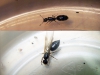 Crematogaster_10_Dic_1