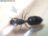 Crematogaster crinosa 2 Enero 19_1