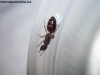 Crematogaster_4_Ene_18_2