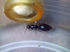 Crematogaster_crinosa_25_Nov_5