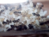 Crematogaster crinosa 14 Feb_C