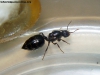 Crematogaster crinosa 29_Dic