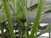 Crematogaster #1