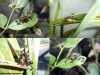 Crematogaster en plantas