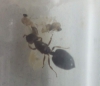 Crematogaster