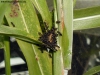 Crematogaster #4 (Pepa 24 Feb 15)
