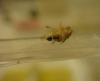 crematogaster