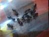crematogaster