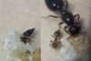 Nueva nurse Crematogaster
