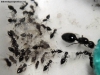 Pepa Crematogaster 6 Abril