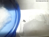 Pepa Crematogaster 11 Abril 2