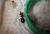 Reina crematogaster