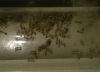 Monomorium pharaonis