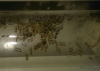 Monomorium pharaonis