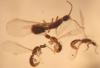 Machos Leptanilla Guadalajara