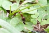 Solenopsis saevissima