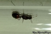 Solenopsis saevissima