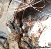 Solenopsis saevissima