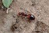 Solenopsis saevissima