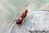 Solenopsis saevissima