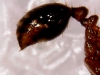 Solenopsis
