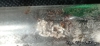 Solenopsis saevissima