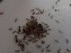 solenopsis