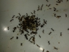 solenopsis