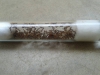 solenopsis