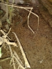 solenopsis