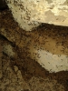 solenopsis