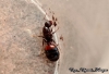 Solenopsis saevissima